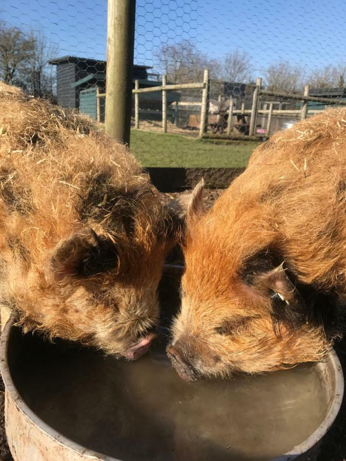 Willow Court Farm The Lodge & Petting Farm, 8 Mins From Legoland & Windsor, 15 Mins From Lapland Uk Ngoại thất bức ảnh
