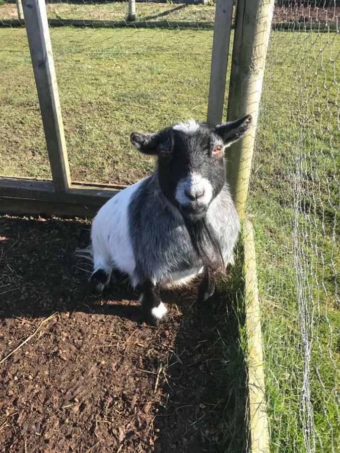 Willow Court Farm The Lodge & Petting Farm, 8 Mins From Legoland & Windsor, 15 Mins From Lapland Uk Ngoại thất bức ảnh