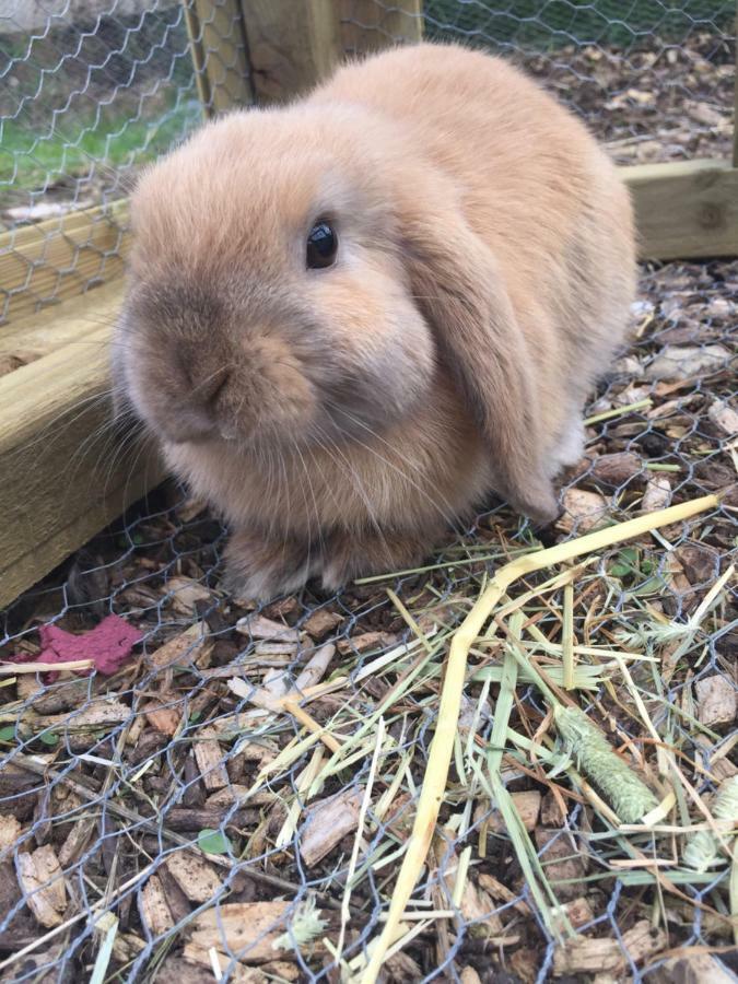 Willow Court Farm The Lodge & Petting Farm, 8 Mins From Legoland & Windsor, 15 Mins From Lapland Uk Ngoại thất bức ảnh